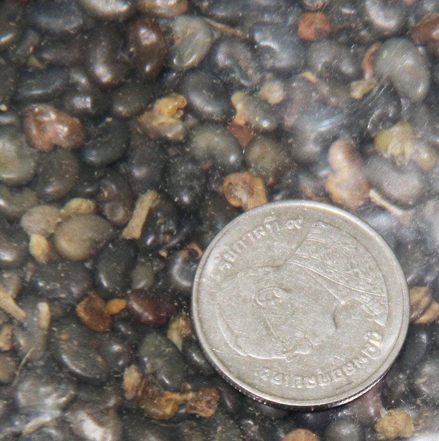 เมล็ดพันธุ์ปอเทือง ดอกปอเทือง ดอกเหลือง ประดับสวยงาม พืชบำรุงดิน ให้ปุ๋ยอินทรีย์ ขายเป็นกิโลกรัม