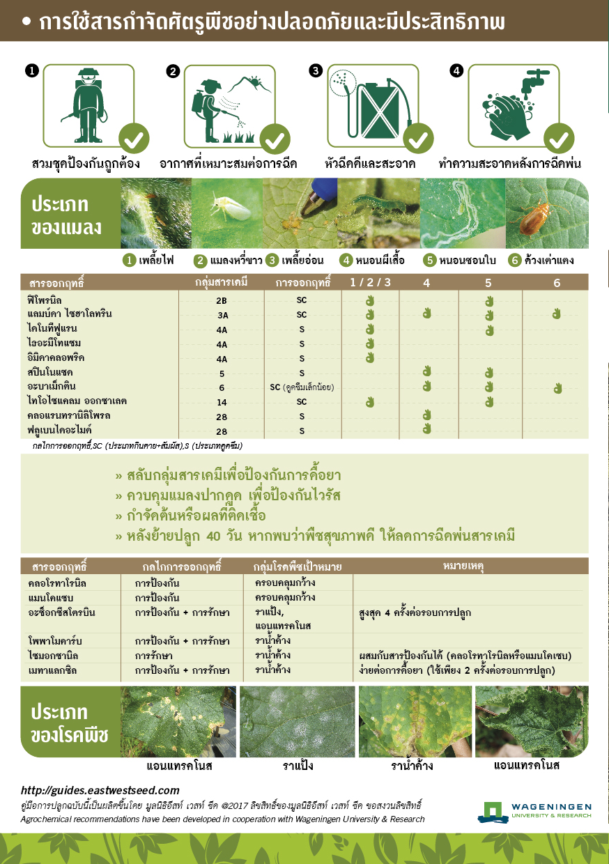 GGEW เมล็ดพันธุ์ แตงกวาหอมใบเตย ตราศรแดง แตงกวากลิ่นใบเตย