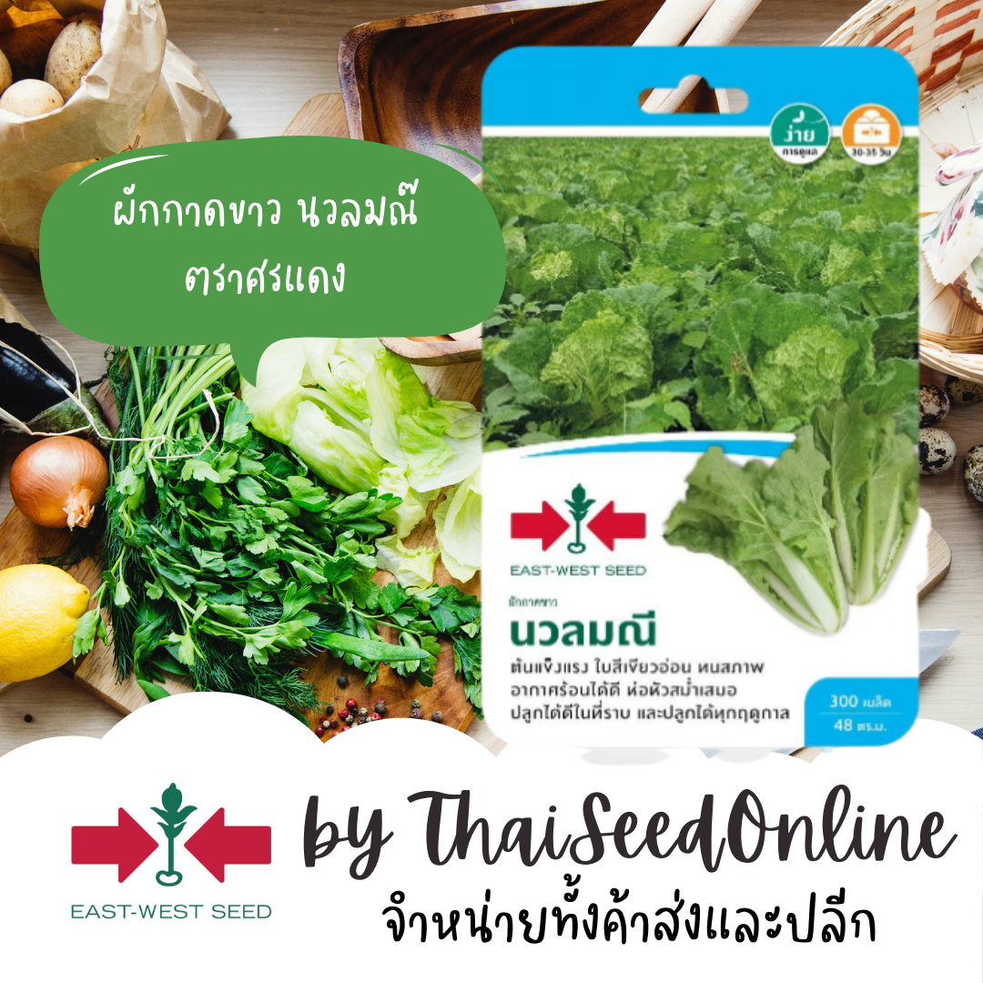 GGEW เมล็ดพันธุ์ซฟ ผักกาดขาว ขาวใหญ่ นวลมณี ตราศรแดง ขาวใหญ่ ผักกาด Cabbage