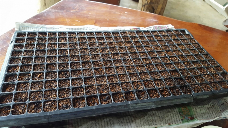 ถาดเพาะหลุม ถาดเพาะชำ ถาดเพาะกล้าสีดำ