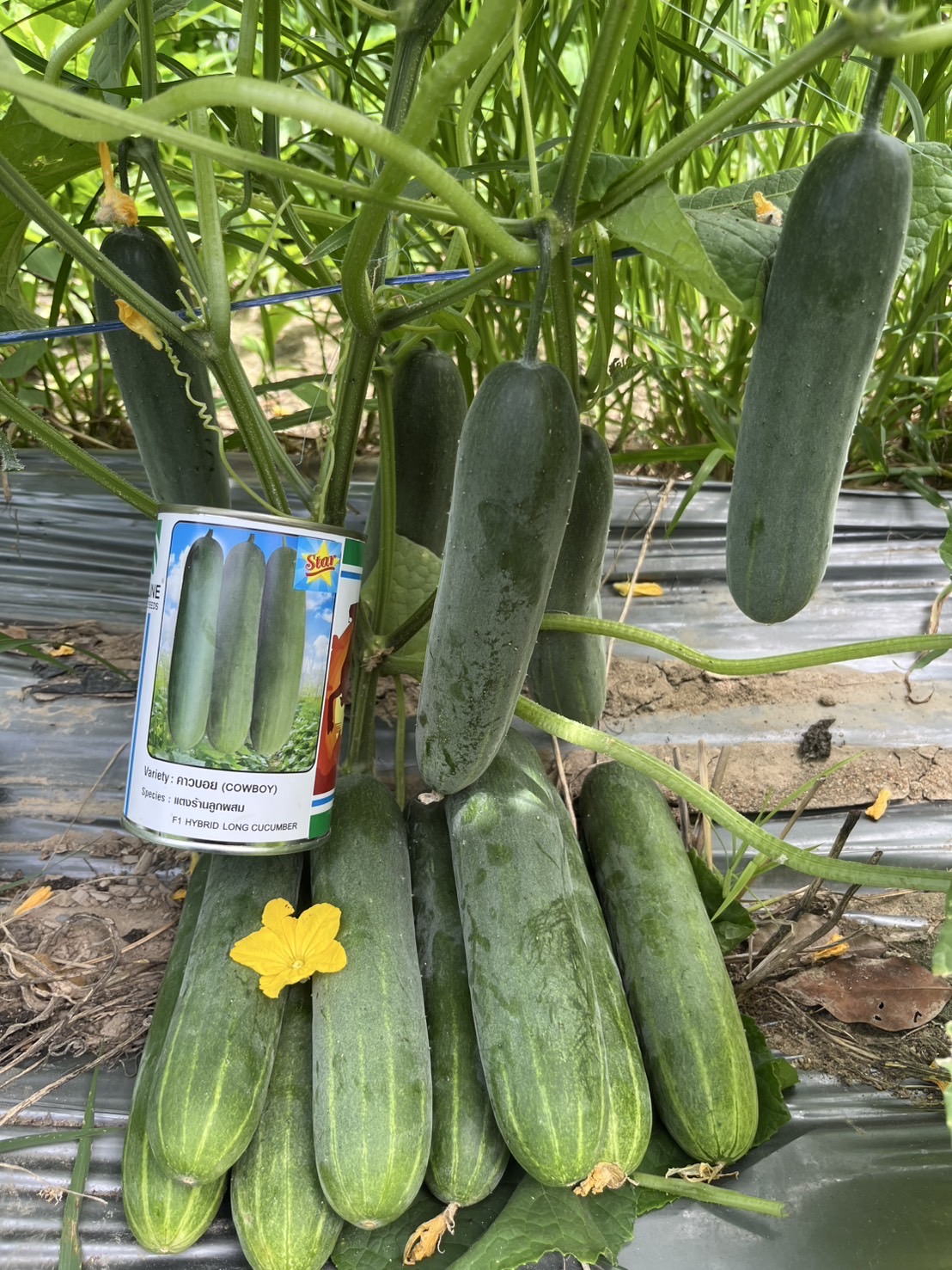 Seed Line(ซีดไลน์) ซอง10กรัม เมล็ดพันธุ์ แตงร้าน คาวบอย ตราซีดไลน์ NOBEL Cucumber