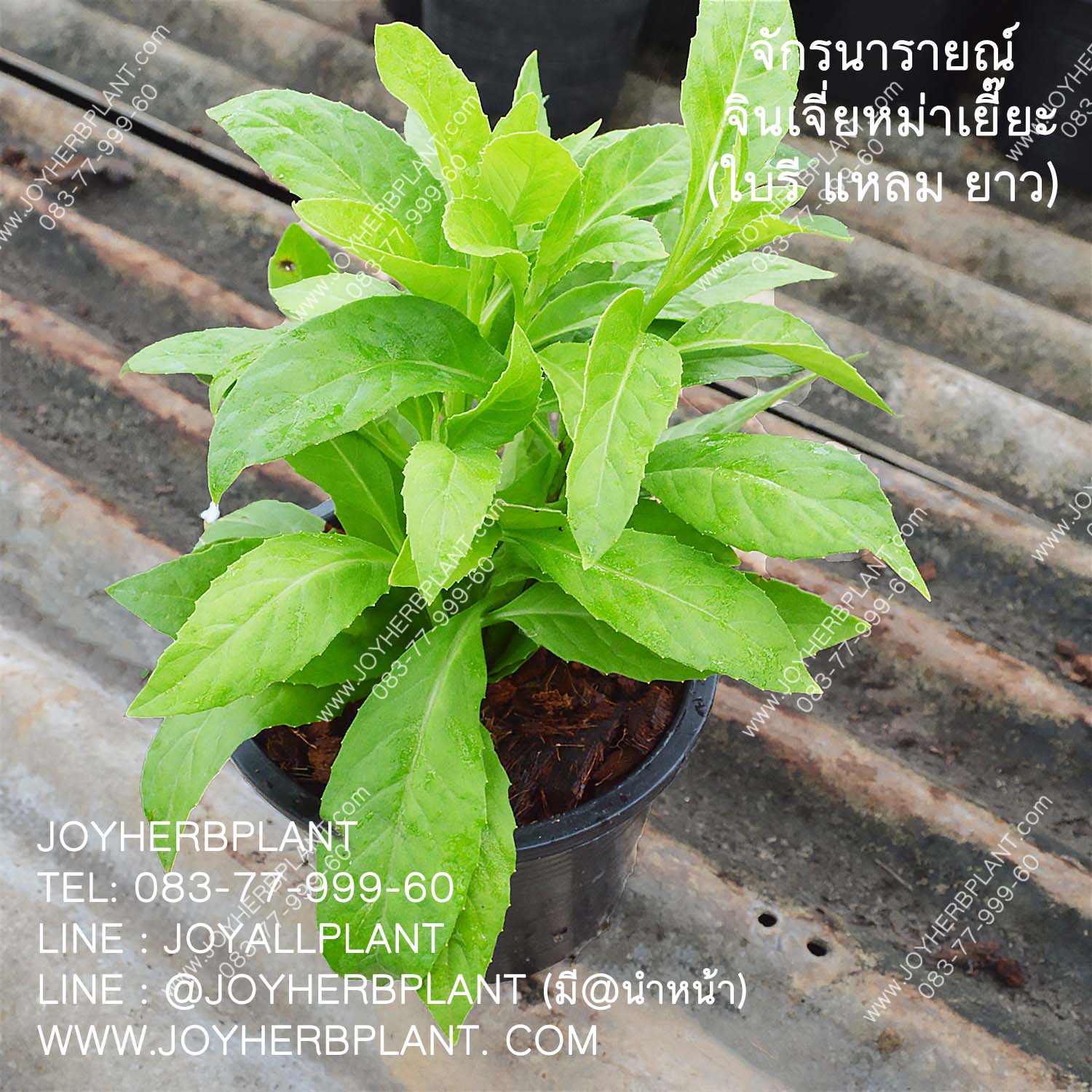 แปะตำปึงใบรี / จักรนารายณ์/ จินเจี่ยหมาเยี่ย