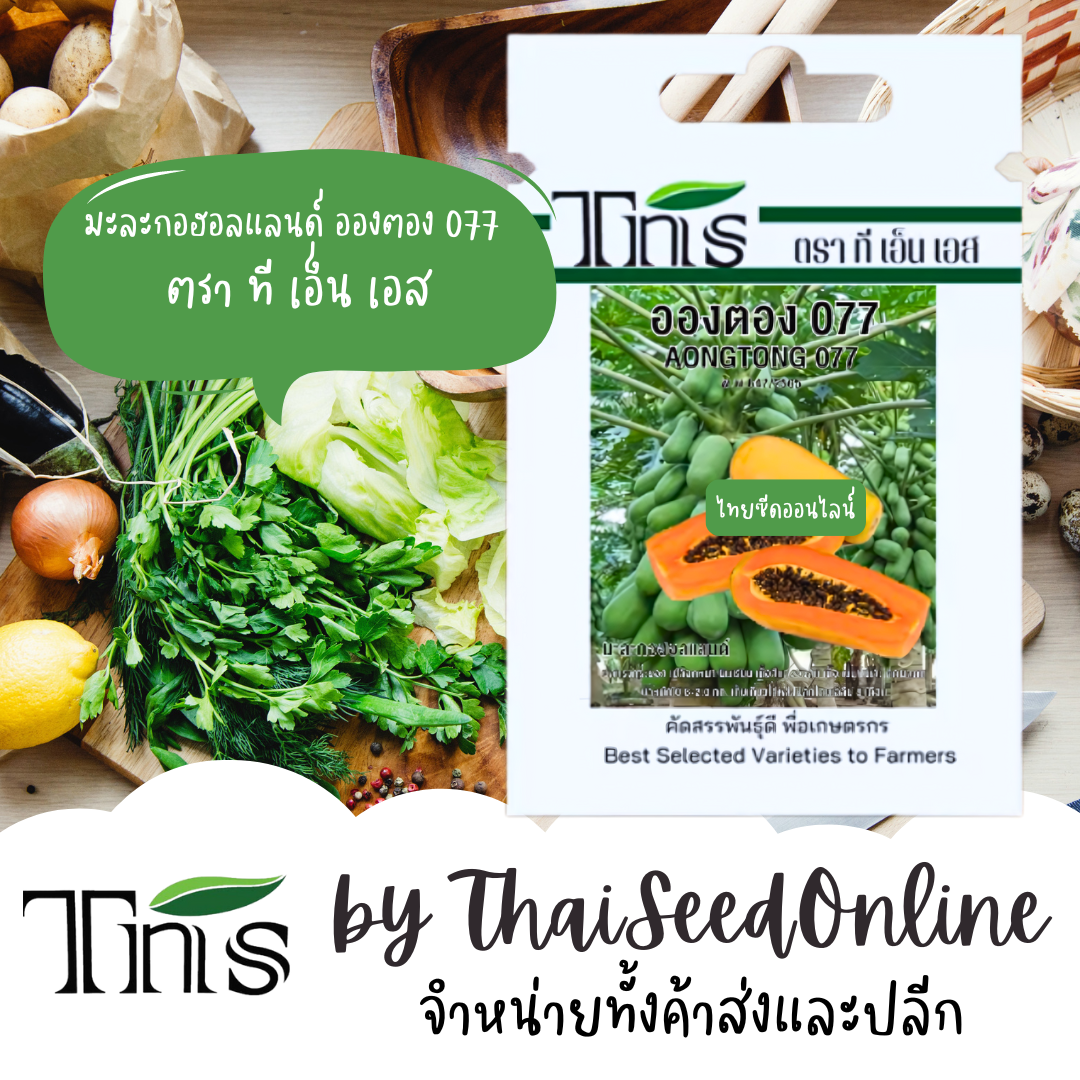TNS(ทีเอ็นเอส) TNS เมล็ดพันธุ์แบบซองเล็ก มะละกอฮอลแลนด์ อองตอง077 ปริมาณ 0.5 กรัม ตรา ที เอ็น เอส Papaya