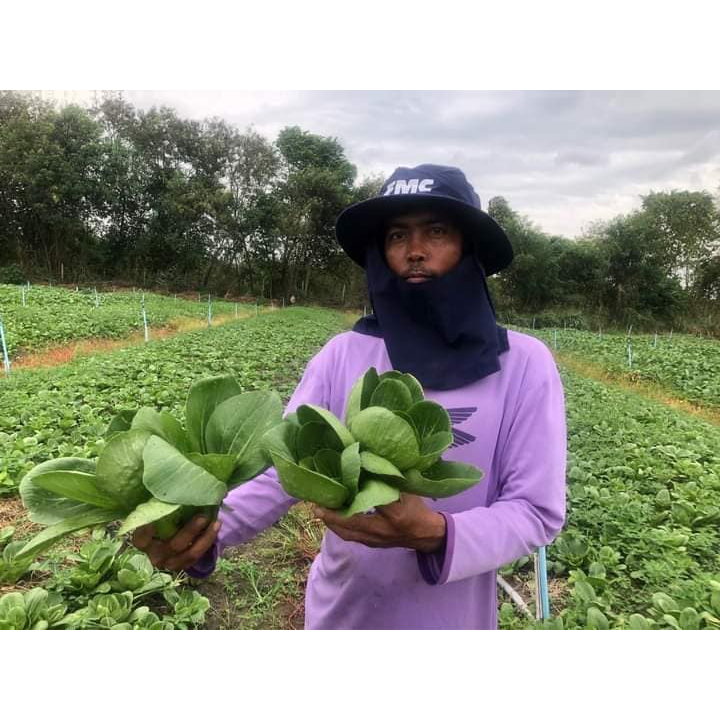 AGA Horti Pro(เอกะฮอร์ติโปร) ซฟ กวางตุ้งฮ่องเต้ ขุนด่าน ตรากบดำกบแดง Pak Choy
