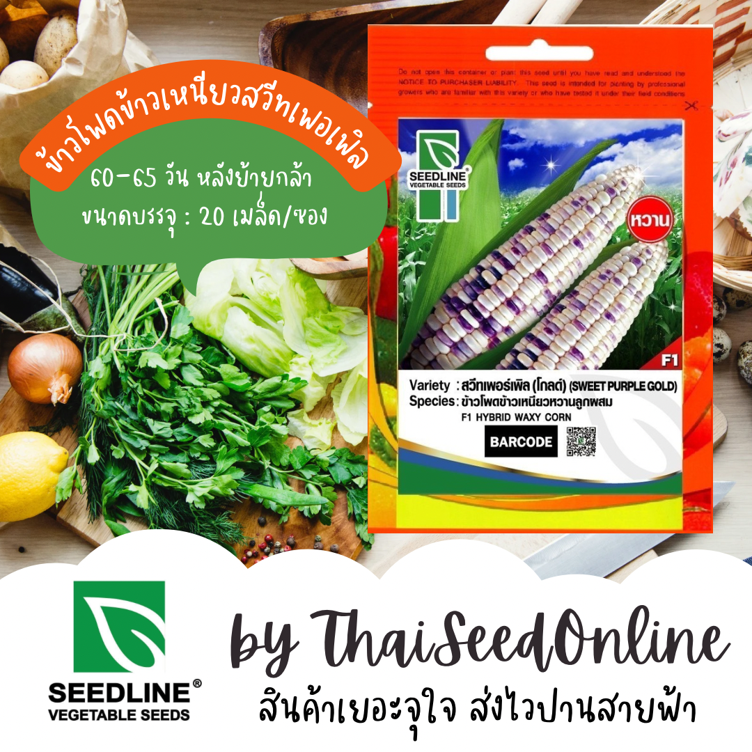 SL เมล็ดพันธุ์ซองเล็ก 🔥ขายดีเว่อร์ๆ🔥 เมล็ดพันธุ์ ข้าวโพด แต้มม่วงหวานสวีทเพอร์เพิ้ล ตราซีดไลน์ Waxy Corn Sweet Purple Corn