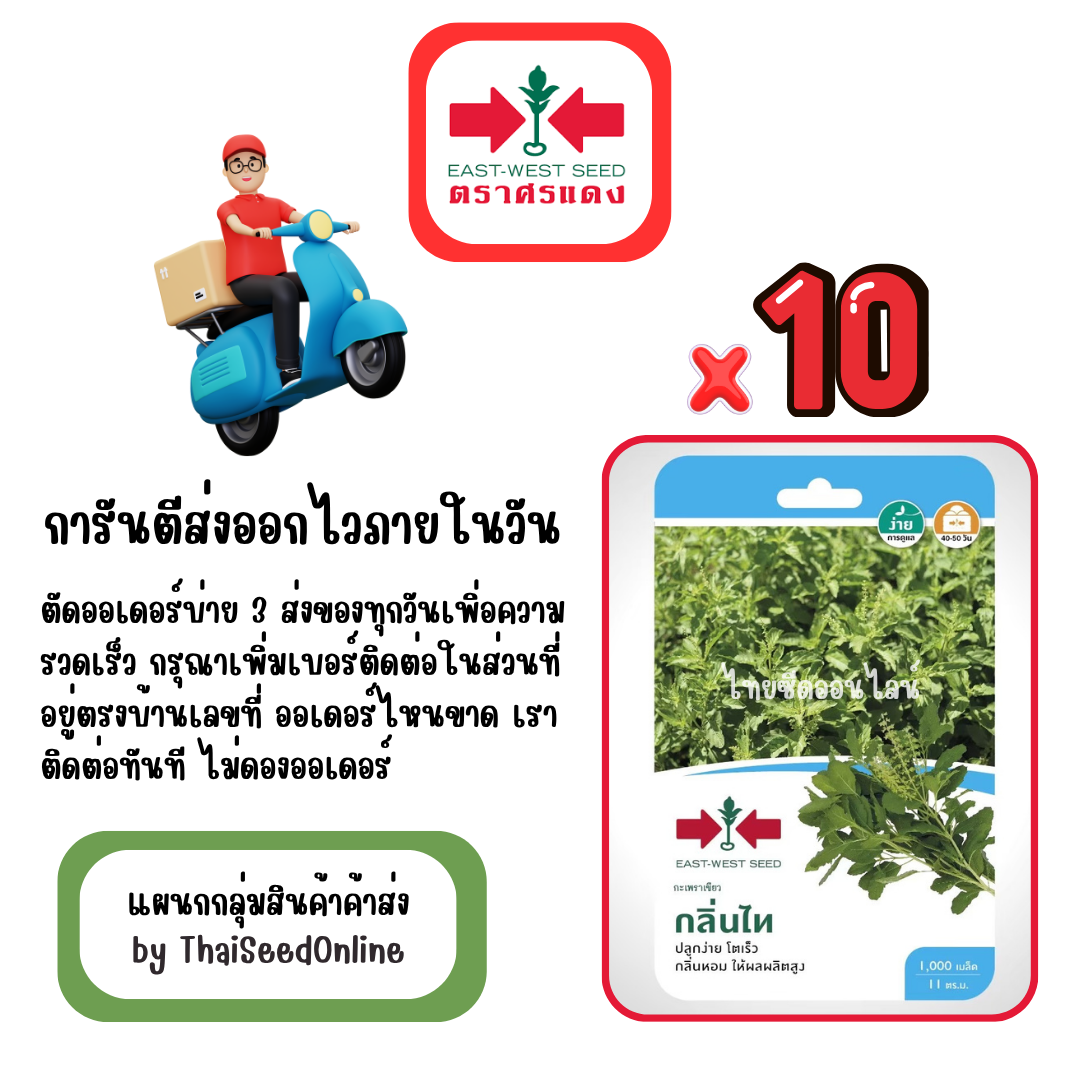 GGx10 เมล็ดผักซองศรแดง กลิ่นไท กะเพรา สินค้ายกแพ็ค