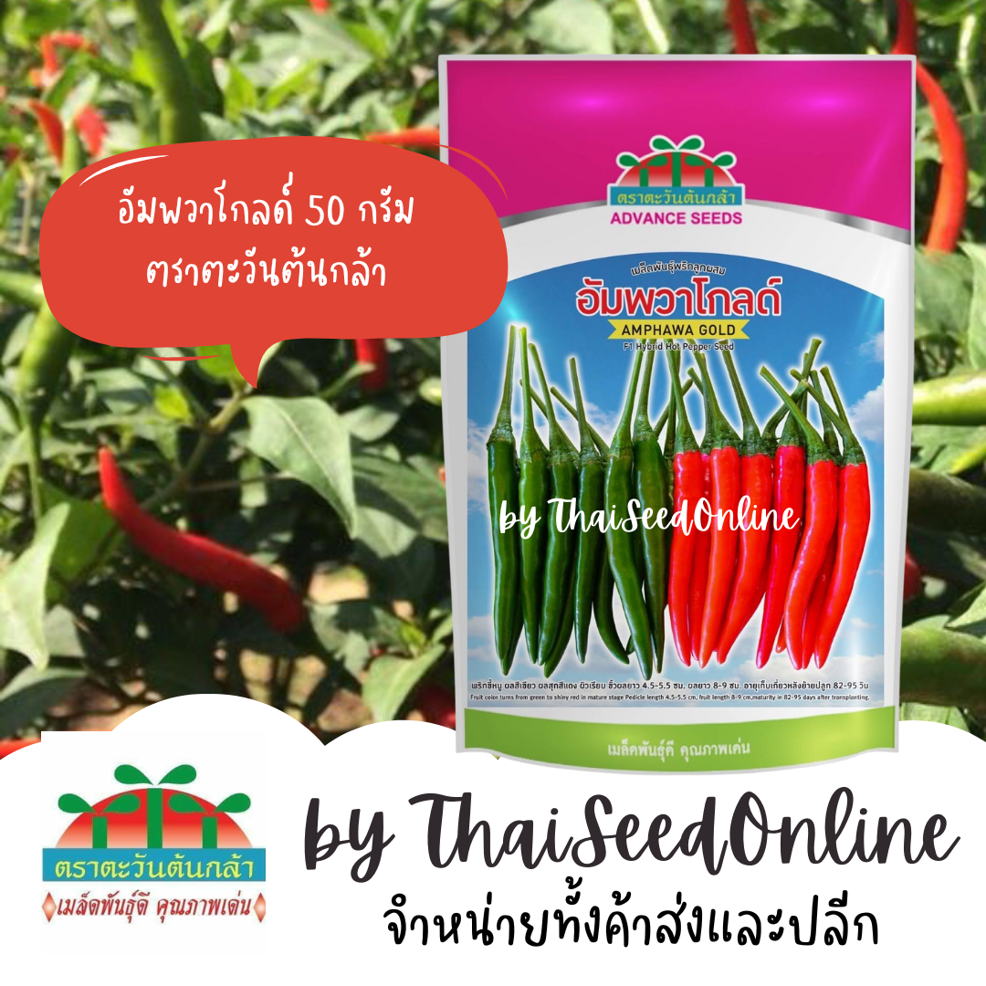 ADVCOM 50 กรัม เมล็ดพันธุ์ พริกขี้หนู อัมพวาโกลด์ ตราตะวันต้นกล้า Amphawa Gold Chilli from Advance Seeds