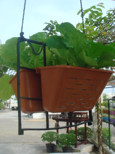 กระถางแขวน สวนแนวตั้ง ขนาดเล็ก