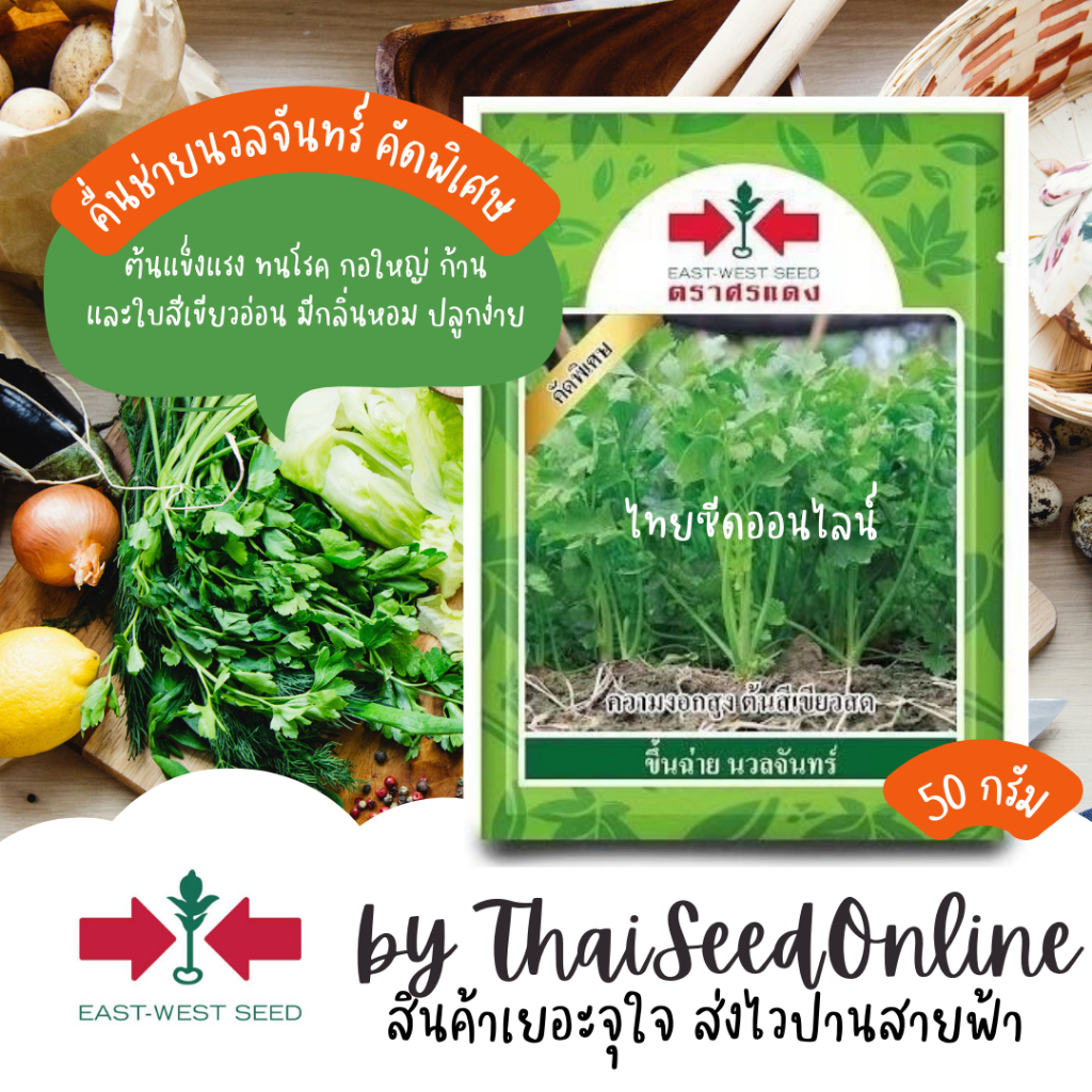 Sorndang(ศรแดง) EWCOM เมล็ดพันธุ์ คื่นช่าย นวลจันทร์ 50กรัม ตราศรแดง Celery