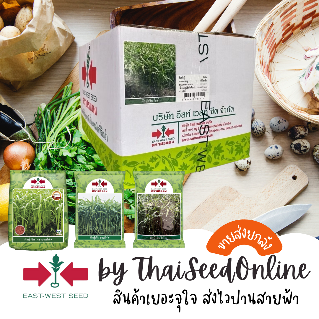 EWCOM ยกลัง เมล็ดผักบุ้งยกลังทุกสายพันธุ์ ตราศรแดง ไผ่เงิน ยอดไผ่9 เพชรยอดไผ่9