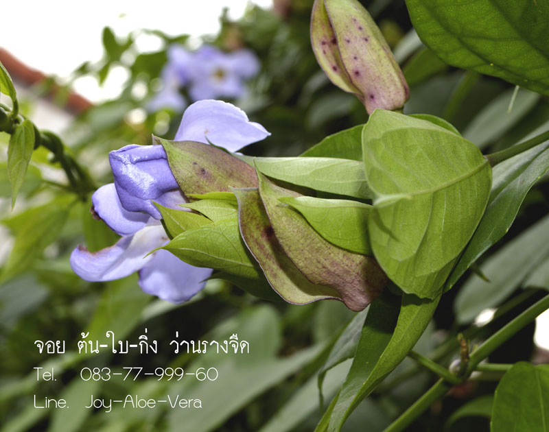 ว่านรางจืดเถา (ดอกม่วง)