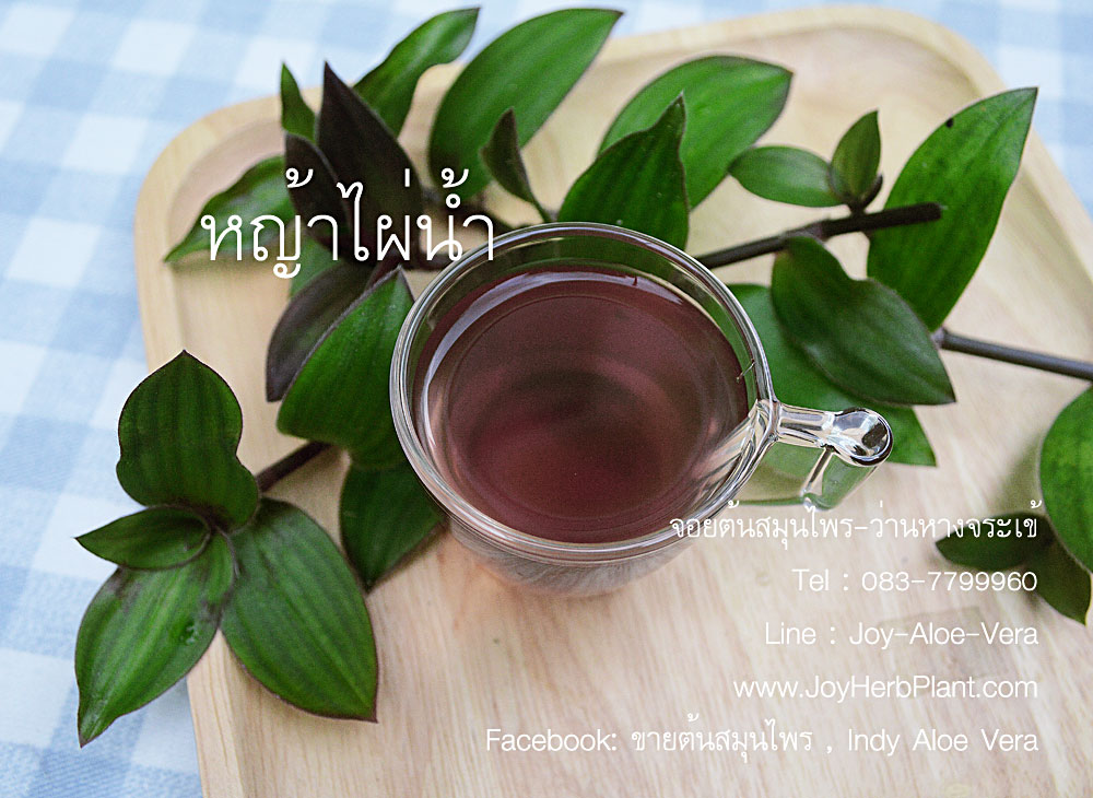 หญ้าไผ่น้ำ