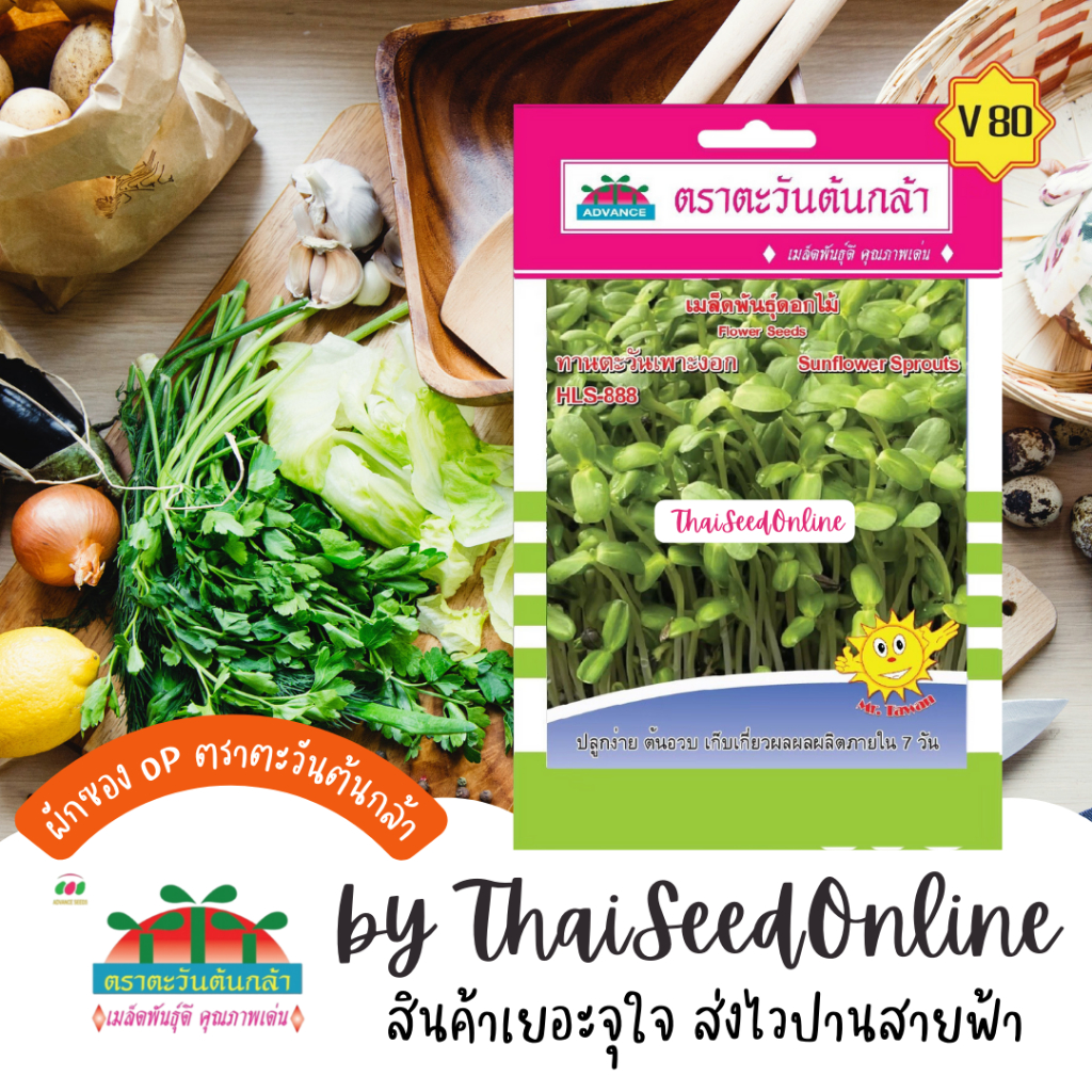 Advance Seeds(ตราตะวันต้นกล้า) ADVOP ซฟ เมล็ดพันธุ์ ทานตะวันงอก ตราตะวันต้นกล้า V80 Sunflower Sprout 芽苗菜