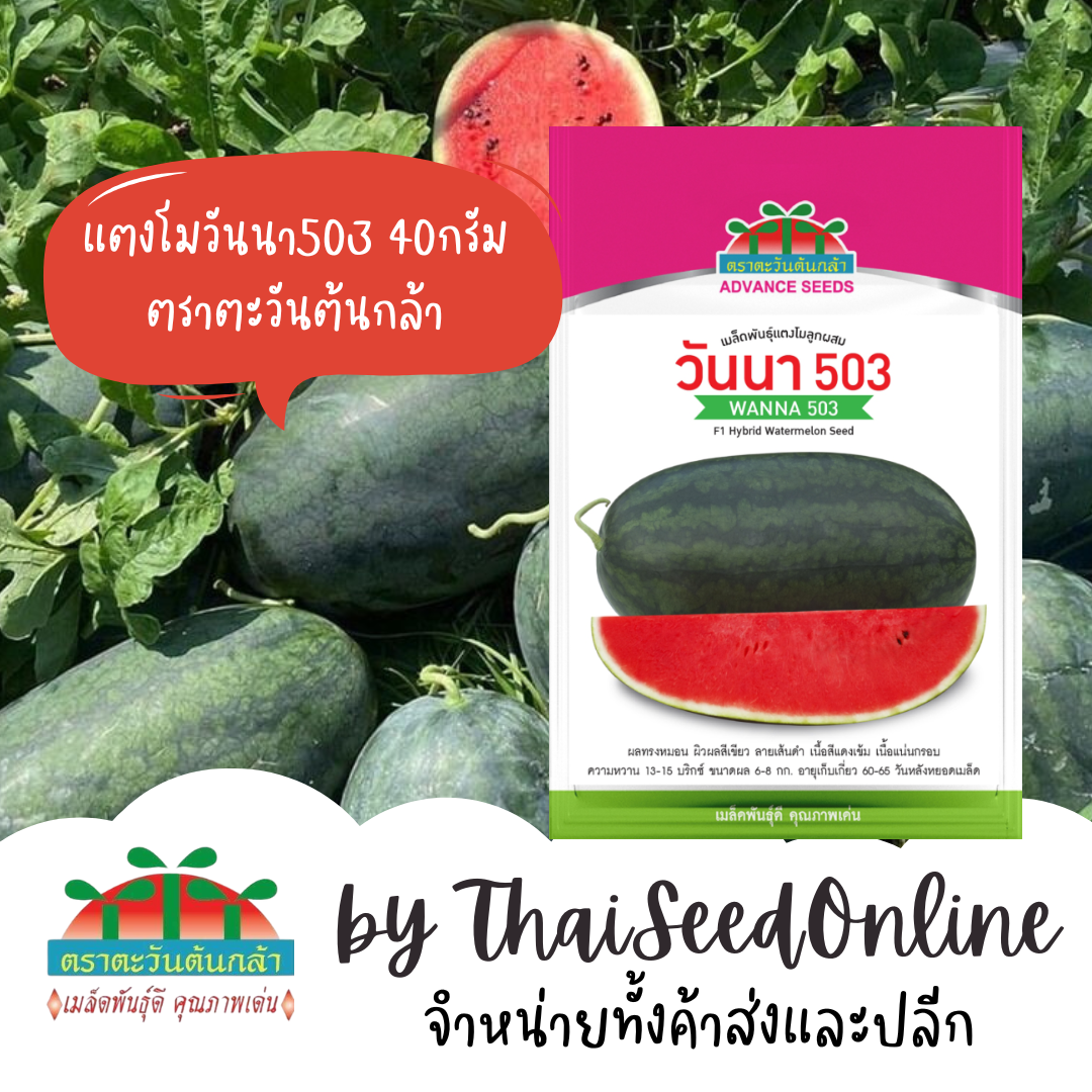 Advance Seeds(ตราตะวันต้นกล้า) ADV Exp. 8/2569 ซอง 40 กรัม โฉมใหม่ เมล็ดพันธุ์ แตงโม วันนา503 40กรัม ตราตะวันต้นกล้า
