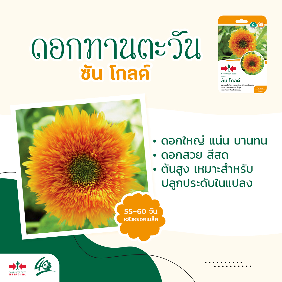 GGEW เมล็ดพันธุ์ ทานตะวัน ซันโกลด์ 30 เมล็ด ตราศรแดง