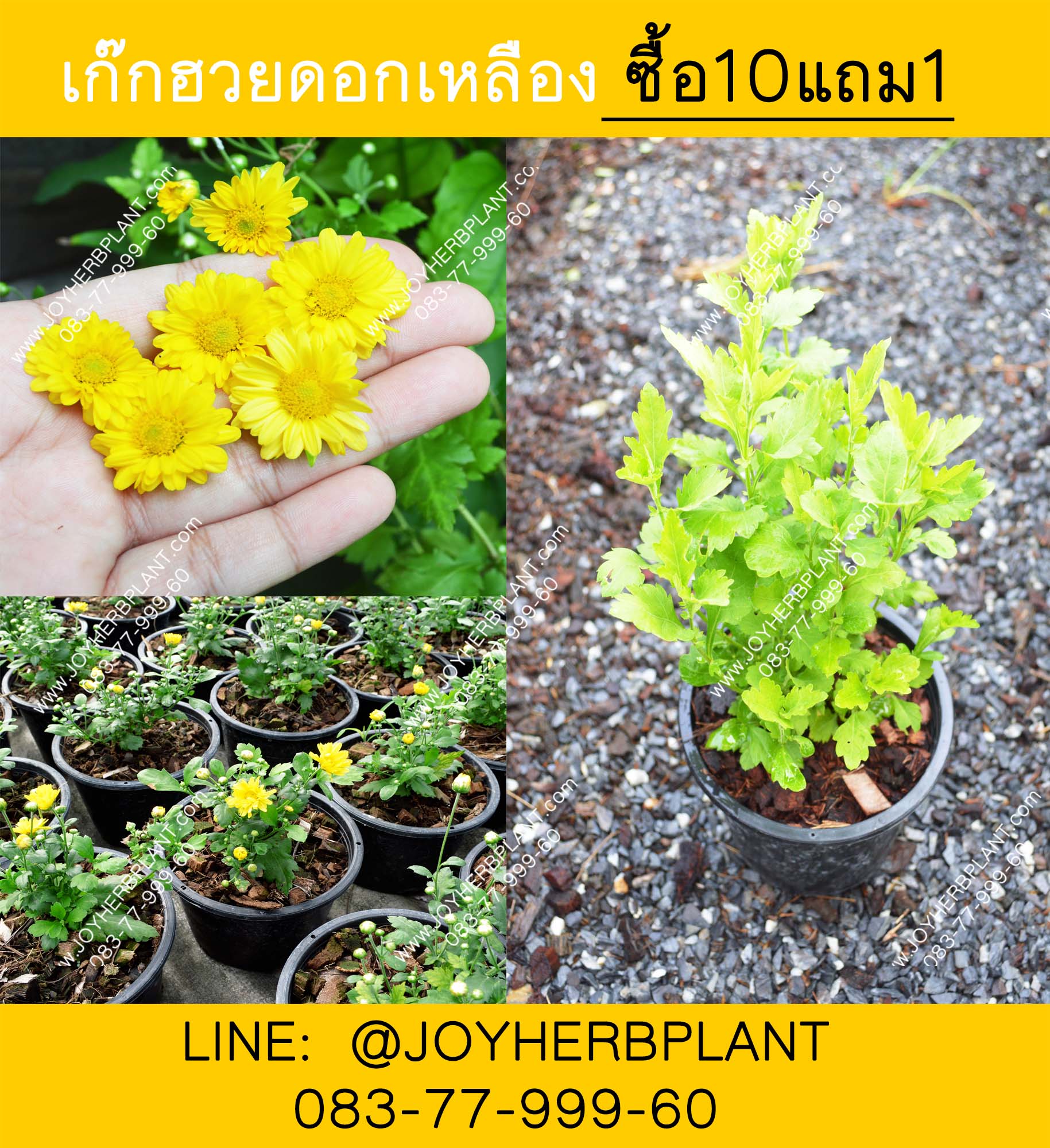 ต้นเก๊กฮวย