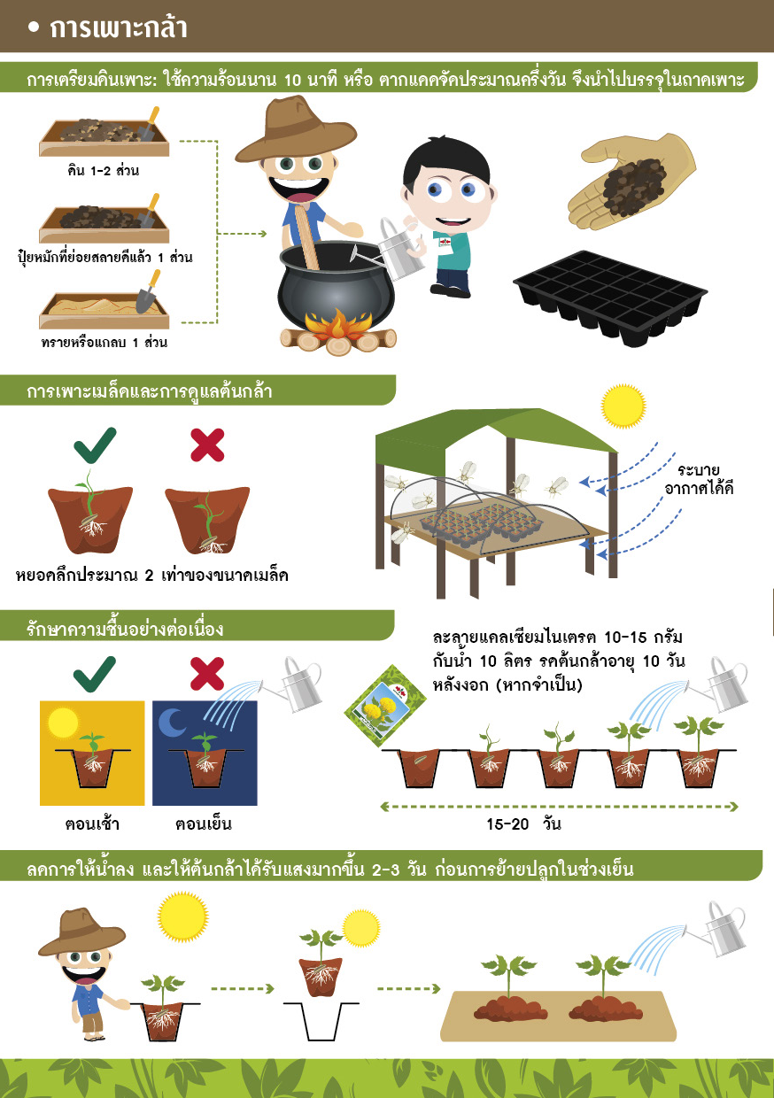 GGEW เมล็ดพันธุ์ ดาวเรืองฝรั่งเศส เพอร์เฟค มิกซ์ 50 เมล็ด ตราศรแดง เมล็ดดอกไม้ ดาวเรือง