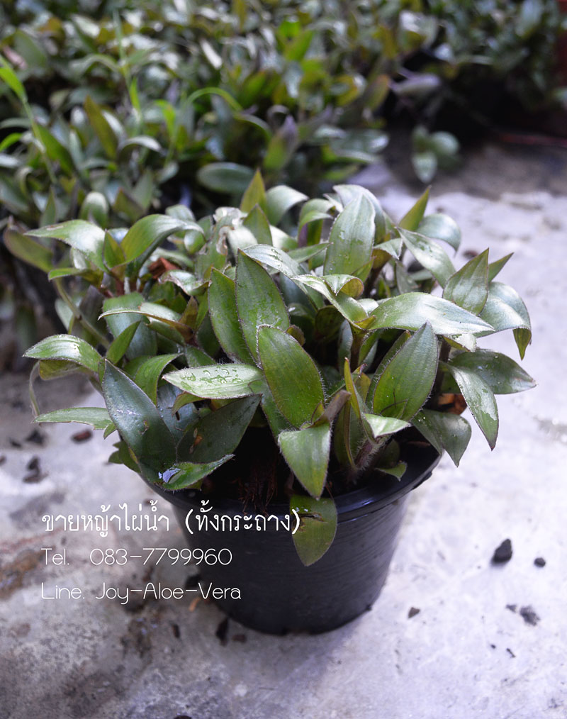 หญ้าไผ่น้ำ(แบบกระถาง)