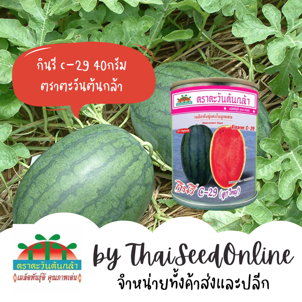 Advance Seeds(ตราตะวันต้นกล้า) ADV กป 40 กรัม เมล็ดพันธุ์ แตงโม กินรี C-29 40กรัม ตราตะวันต้นกล้า