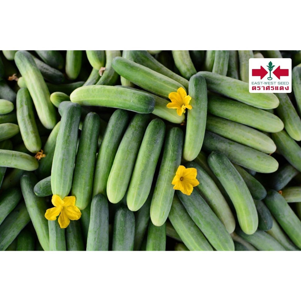 Sorndang(ศรแดง) GGEW เมล็ดพันธุ์ซฟ แตงกวา ธันเดอร์กรีน2 70เมล็ด ตราศรแดง Cucumber