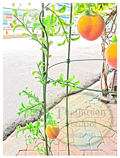 ค้างไม้เลื้อย ไม้กระถาง ลวดล้อมไม้