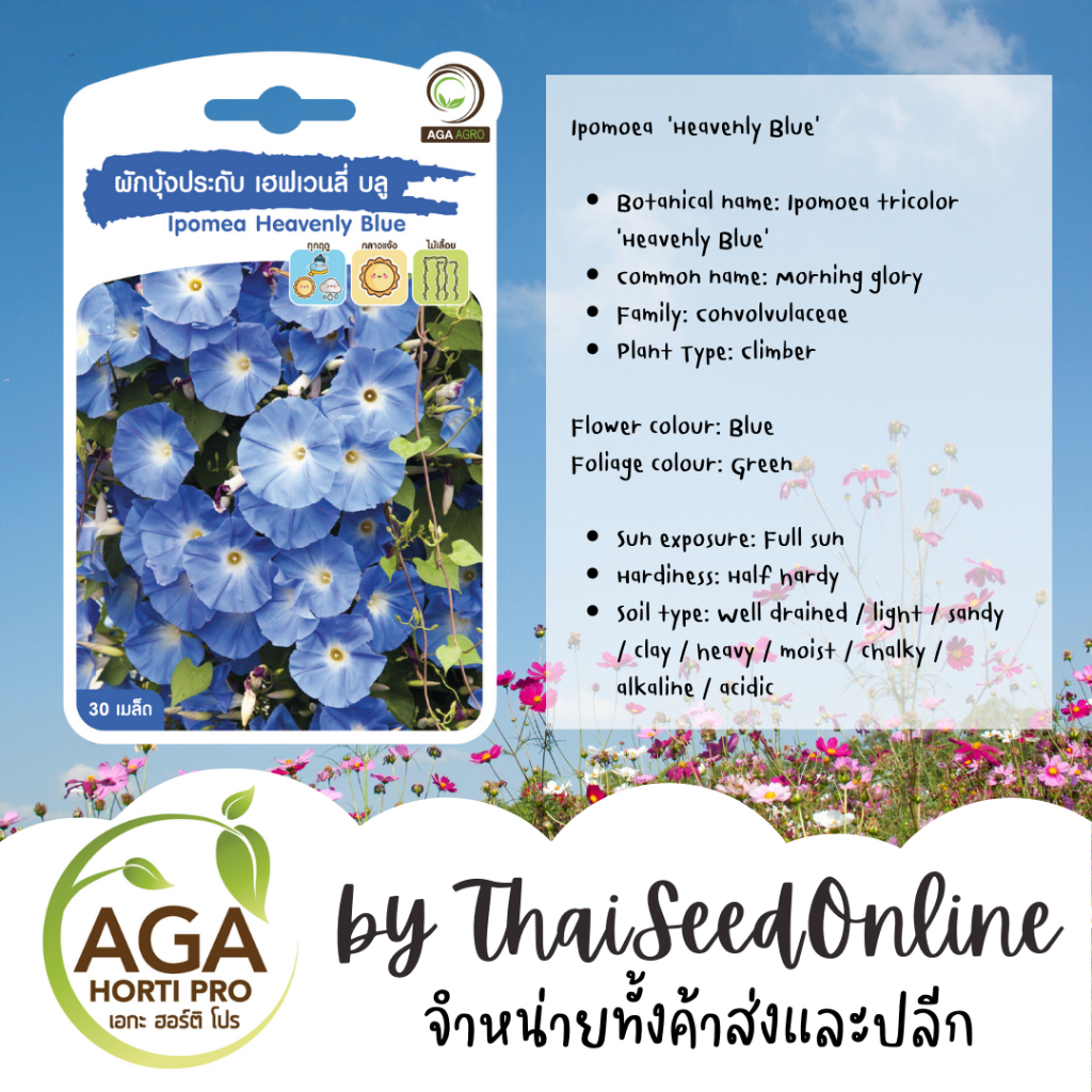 AGA Agro(เอกะ อะโกร) AGAPREMIUM ผักบุ้งฝรั่ง เฮเวนลี่ บลู 30เมล็ด ตราเอกะอะโกร Ipomea