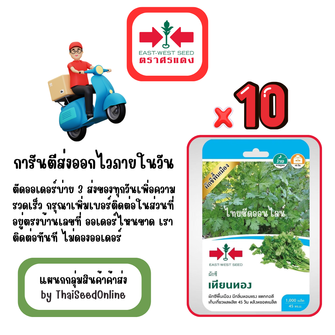 GGx10 เมล็ดผักซองศรแดง เทียนทอง ผักชีพื้นเมือง หอมป้อม สินค้ายกแพ็ค