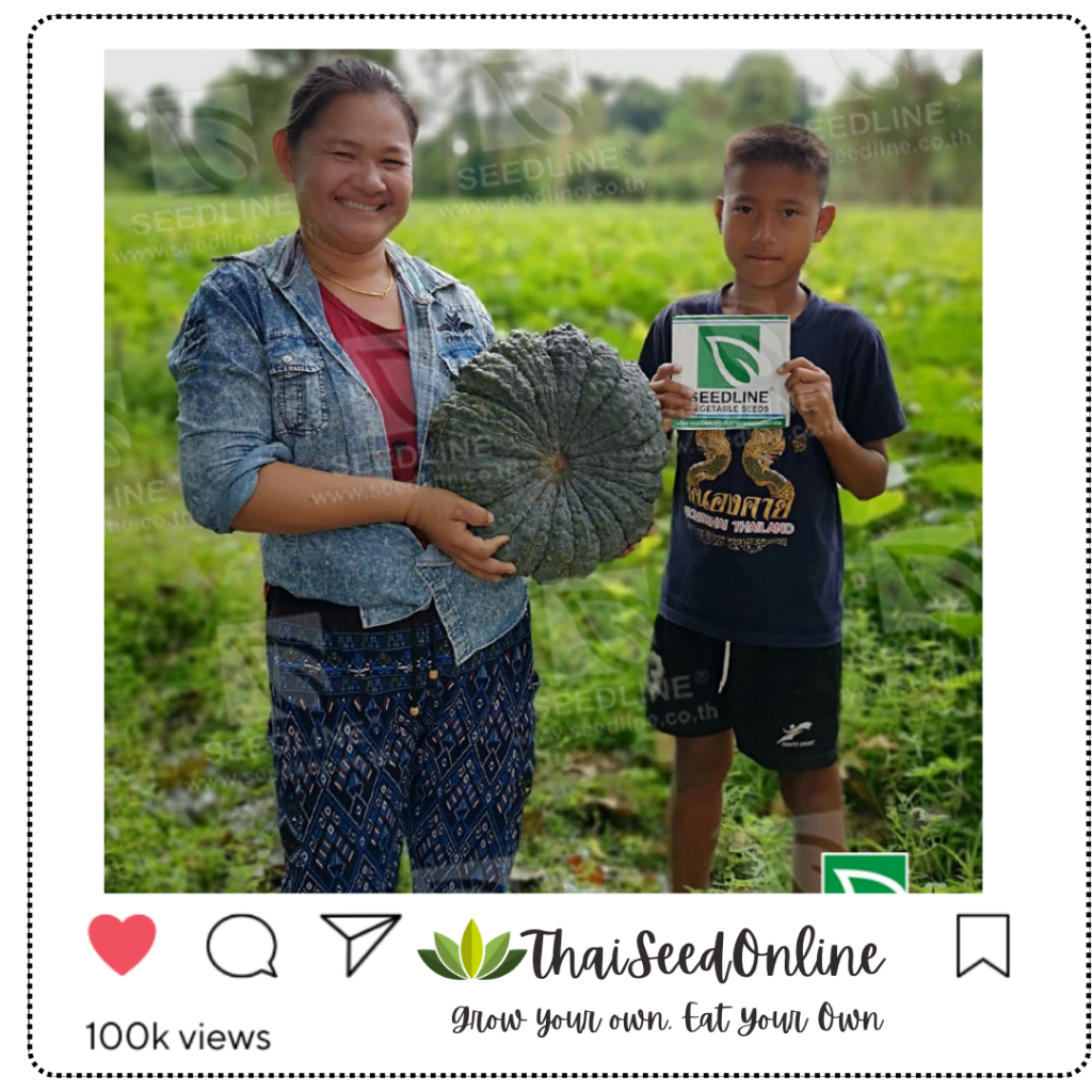 Seed Line(ซีดไลน์) ซอง 10 กรัม เมล็ดพันธุ์ ฟักทอง ซุปเปอร์บิ๊ก ตราซีดไลน์ Pumpkin