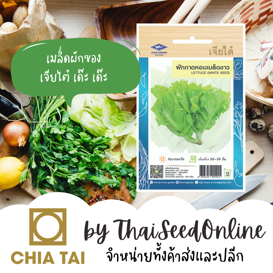 CTOP เมล็ดพันธุ์ ผักกาดหอม เมล็ดขาว ผักสลัด ประมาณ 3400 เมล็ด ตราเจียไต๋ Lettuce ผักกาดหอมอิตาลี สลัดอิตาลี