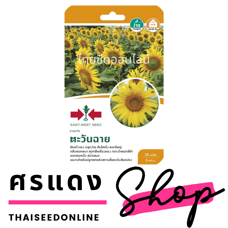 GGEW เมล็ดพันธุ์ซฟ ดอกทานตะวัน ตะวันฉาย ตราศรแดง เมล็ดดอกไม้ Sunflower