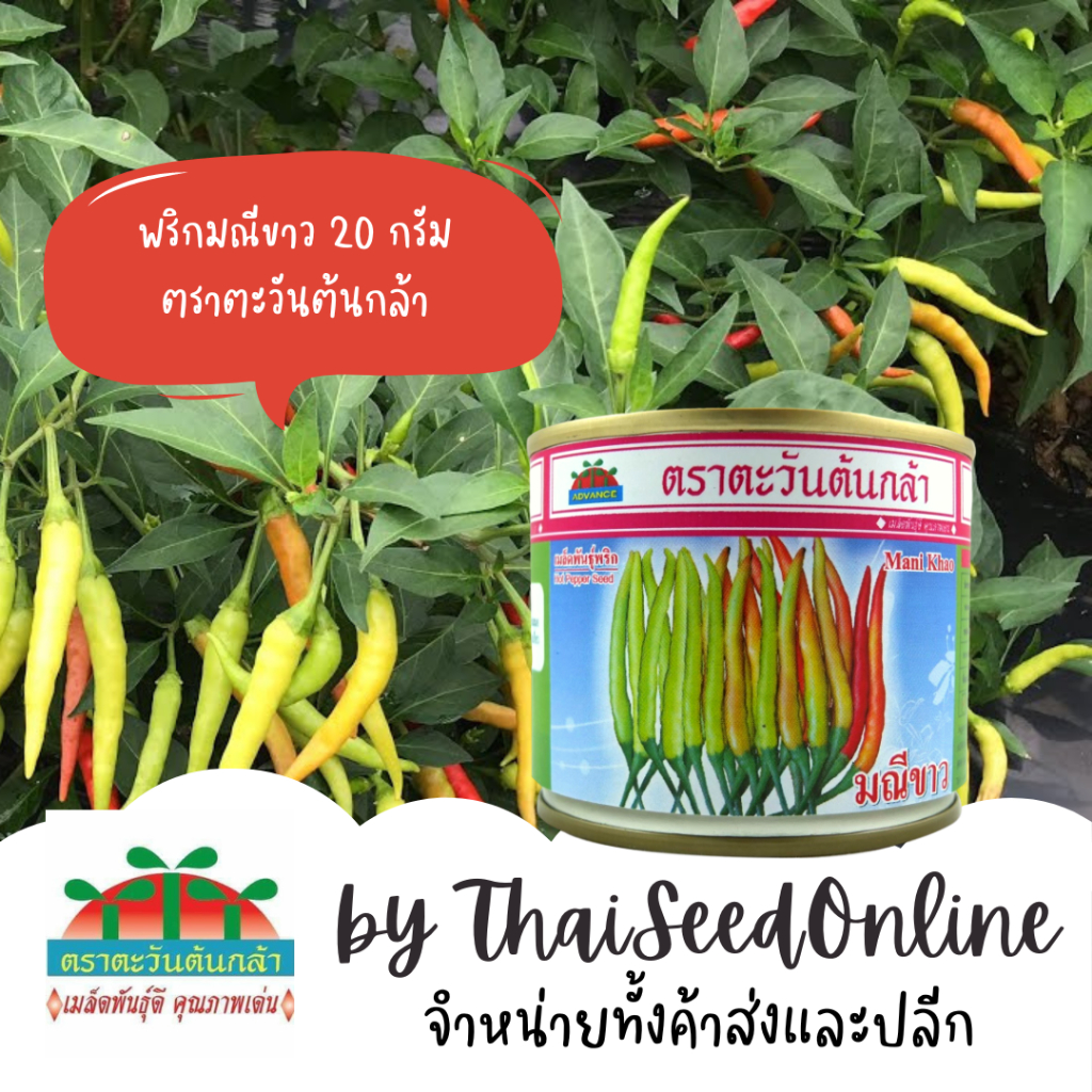 Advance Seeds(ตราตะวันต้นกล้า) ADV กป 20กรัม เมล็ดพันธุ์ พริกขี้หนูขาว มณีขาว ตราตะวันต้นกล้า