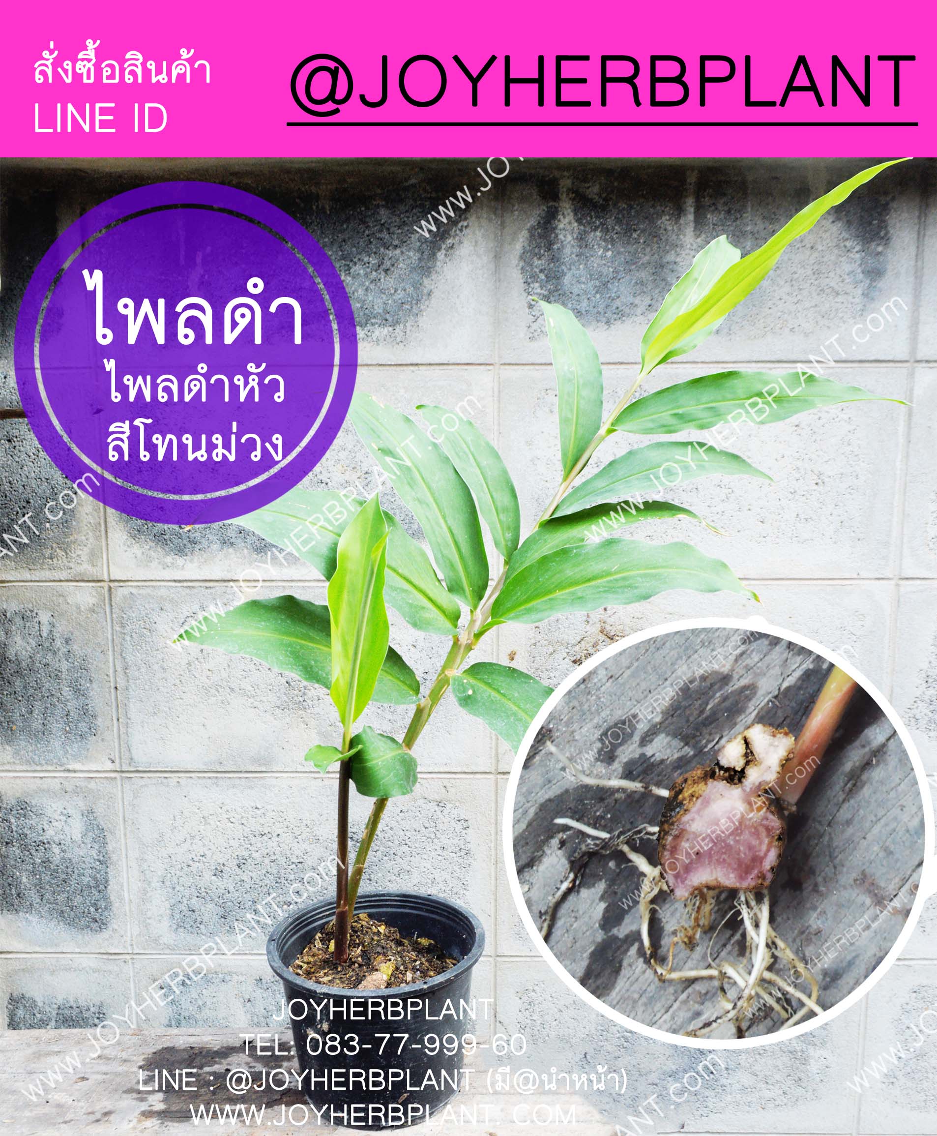ไพลดำ (ว่านไพลดำหัวโทนม่วง)