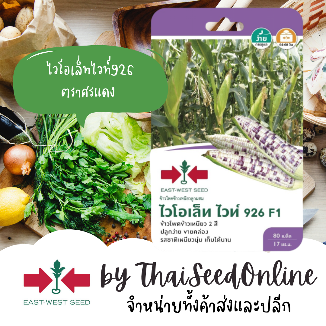 GGEWเมล็ดพันธุ์ ข้าวโพดลูกผสม ข้าวโพด ข้าวเหนียวลูกผสมไวโอเล็ทไวท์ 926 80 เมล็ด ตราศรแดง Waxy Corn