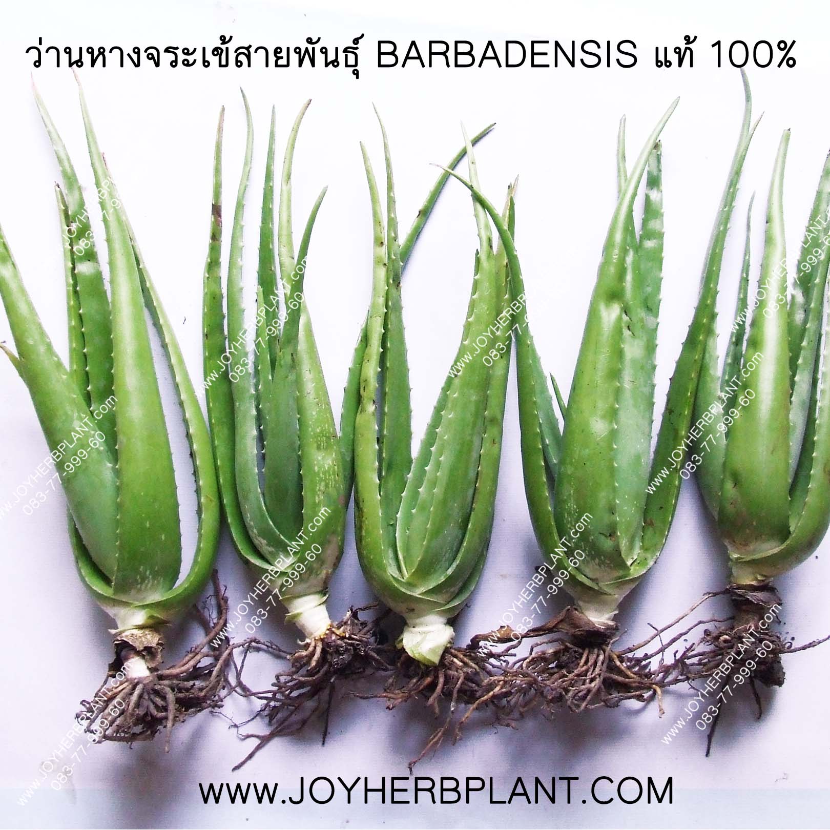 ต้นพันธุ์ หน่อว่านหางจระเข้ ชุด 3 หน่อ (ราคาหน่อละ 60บาท)