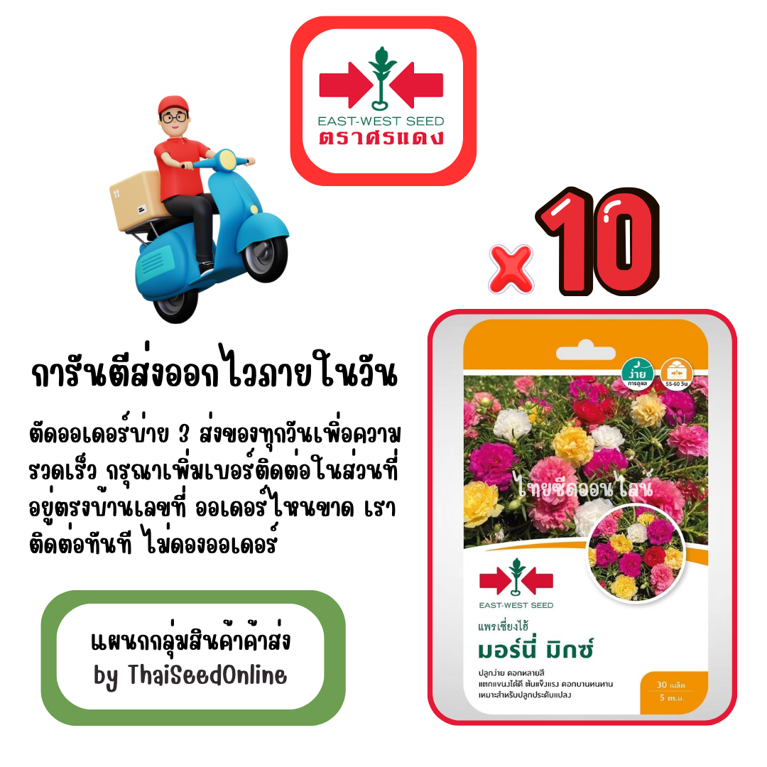 GGx10 เมล็ดผักซองศรแดง มอร์นี่ มิกซ์ แพรเซี่ยงไฮ้ สินค้ายกแพ็ค