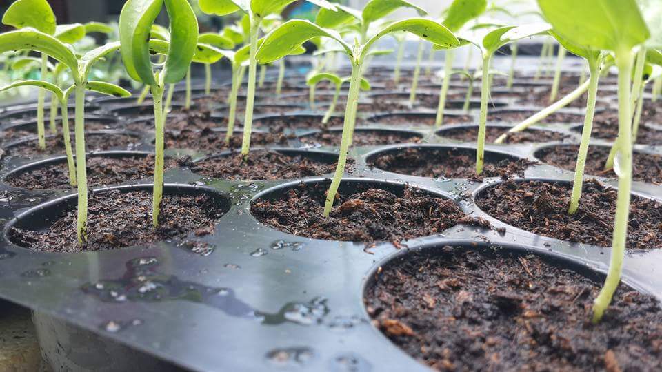 ถาดเพาะหลุม ถาดเพาะชำ ถาดเพาะกล้าสีดำ