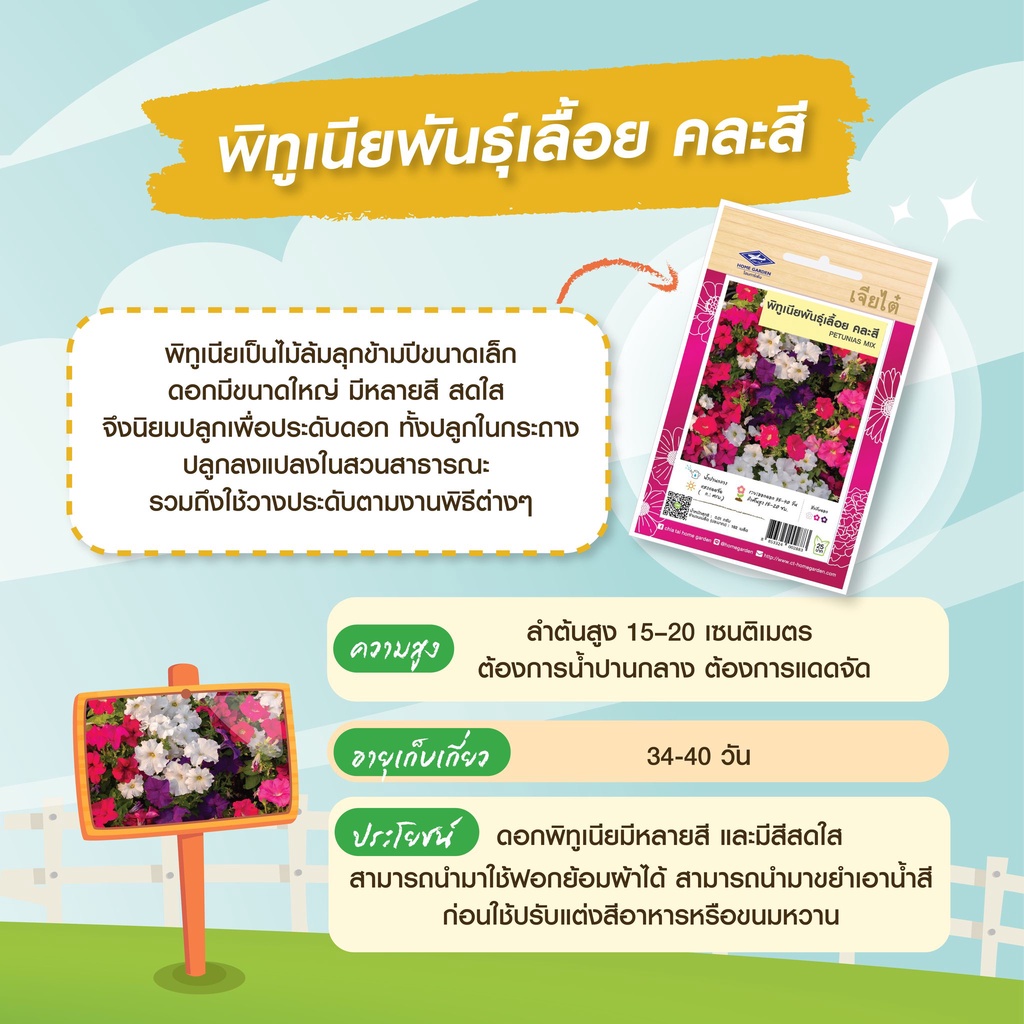 CTFW พิทูเนียเลื้อยคละสี ตราเจียไต๋ เมล็ดดอกไม้ เมล็ดพันธุ์ดอกไม้ Petunia