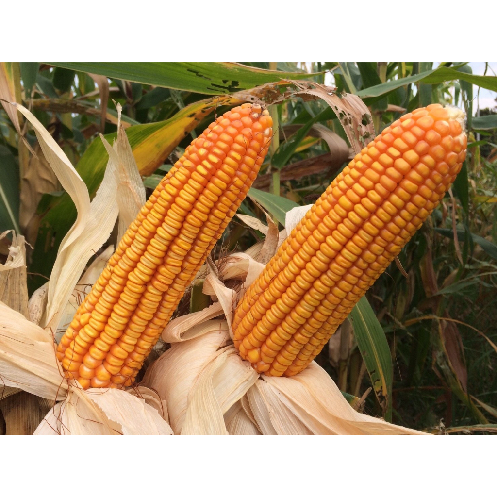 Advance Seeds(ตราตะวันต้นกล้า) เมล็ดพันธุ์ข้าวโพดเลี้ยงสัตว์ ข้าวโพดลูกผสม ลิเบอร์ตี้ 777 ถุง 1 กิโลกรัม