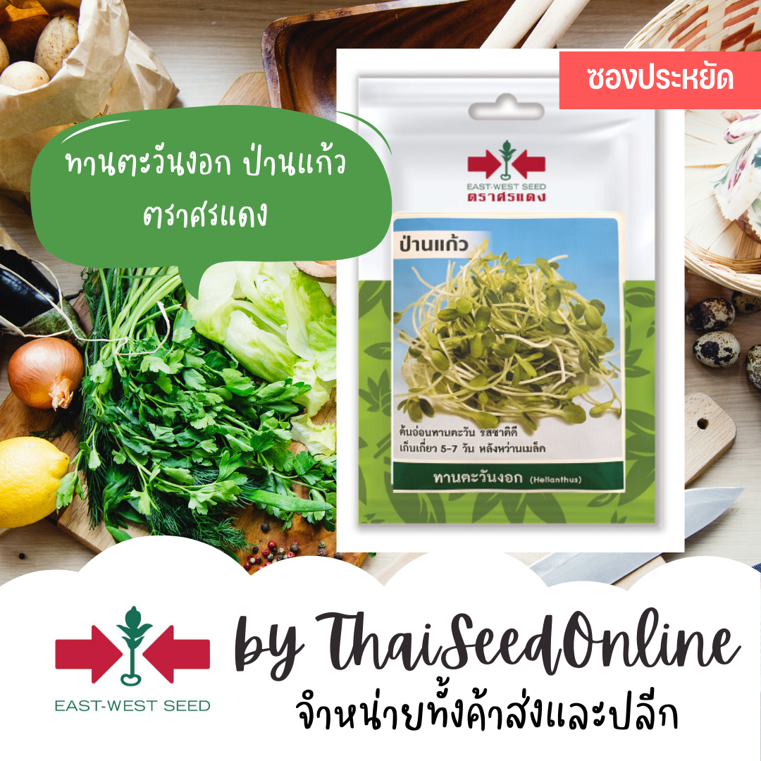 VP3 ซฟ เมล็ดพันธุ์ ต้นอ่อนทานตะวันงอกป่านแก้ว 150เมล็ด ตราศรแดง Sunflower Sprout Seed