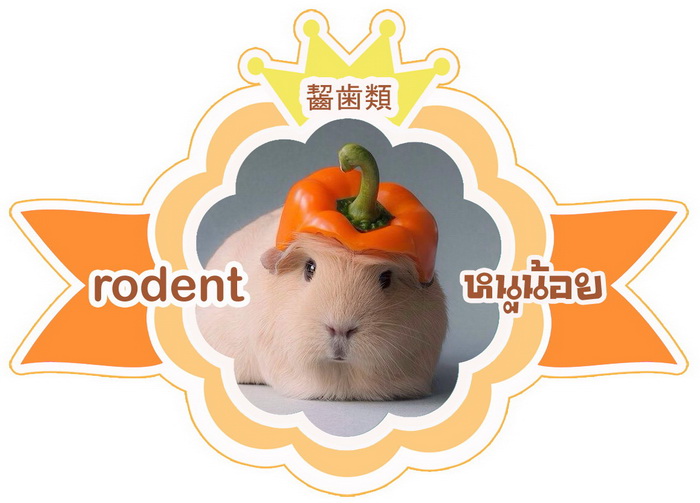 Rodent