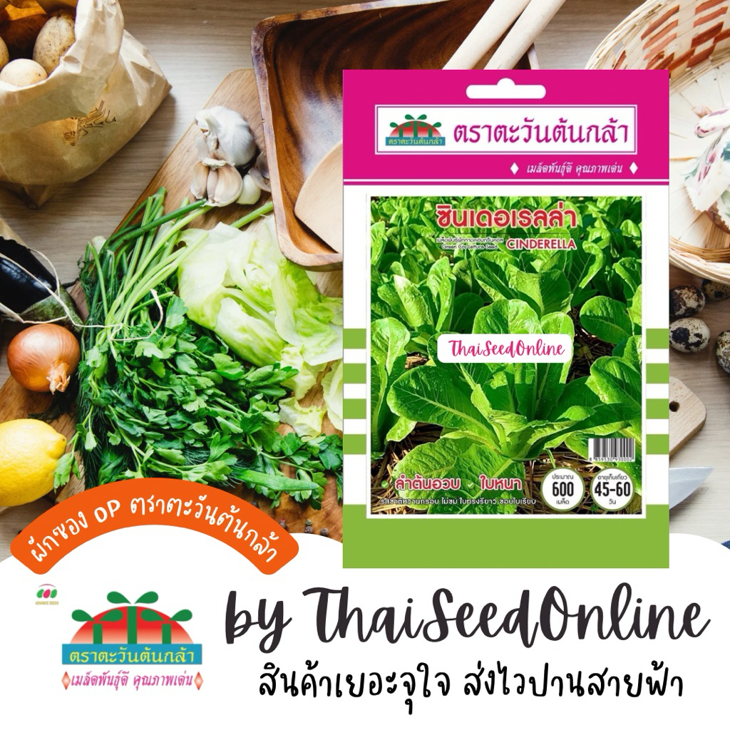 Advance Seeds(ตราตะวันต้นกล้า) ADVOP ซฟ เมล็ดพันธุ์ ผักกาดหอมคอส ซินเดอเรลล่า ตราตะวันต้นกล้า