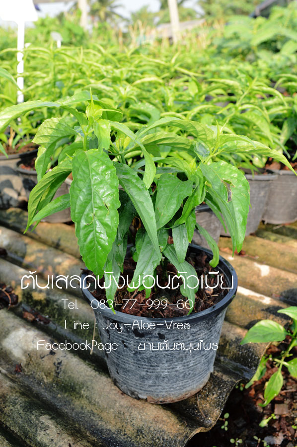เสลดพังพอนตัวเมีย /พญายอ