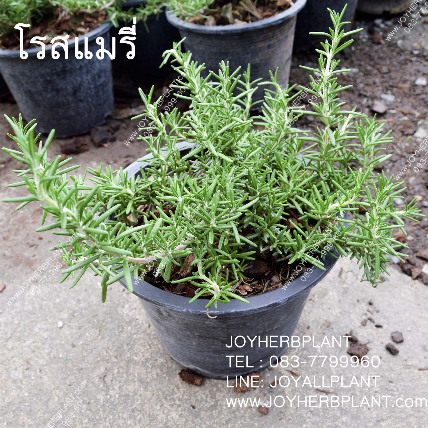 ต้นโรสแมรี่ Rosemary (ทรงพุ่มเลื้อย)