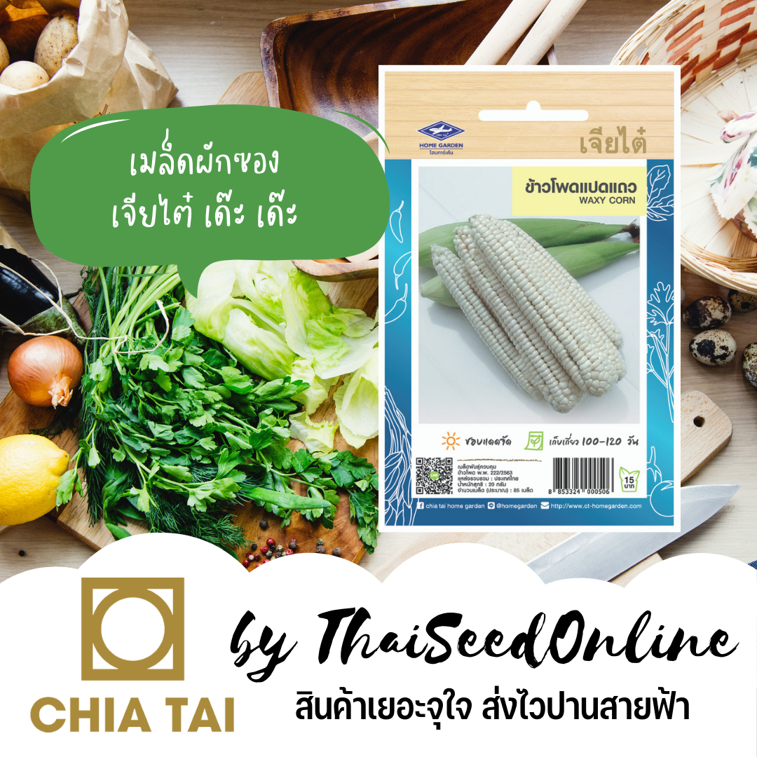 CTOP เมล็ดพันธุ์ ข้าวโพดข้าวเหนียวแปดแถว 85 เมล็ด ตราเจียไต๋ Large Waxy Corn