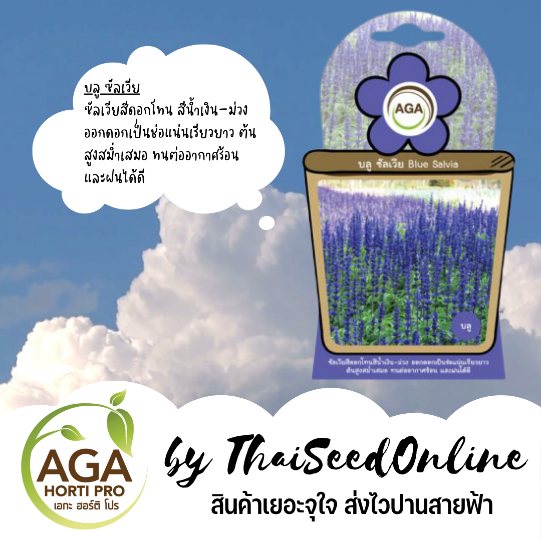 AGAFW เมล็ดพันธุ์ ซองเล็ก บลู ซัลเวีย เอกะ AGA เมล็ดดอกไม้