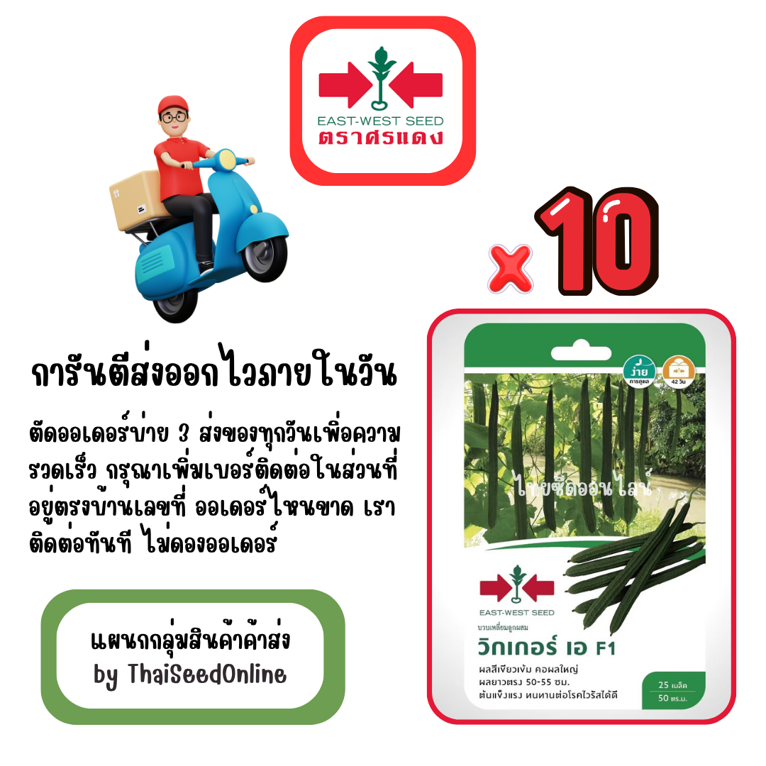 GGx10 เมล็ดผักซองศรแดง วิกเกอร์เอ บวบเหลี่ยม สินค้ายกแพ็ค