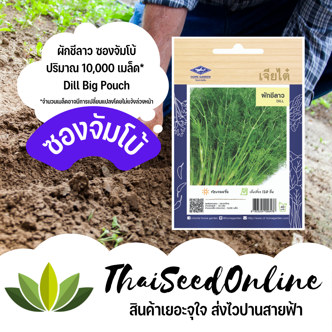เมล็ดพันธุ์ ผักชีลาว 10,000 เมล็ด ซองจัมโบ้ เพิ่มปริมาณมากกว่า 3 เท่า！ตราเจียไต๋ Dill