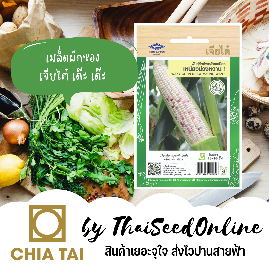 CTF1 เมล็ดพันธุ์ลูกผสม F1 ข้าวโพดเหนียวม่วงหวาน ตราเจียไต๋ แต้มม่วง เหนียวม่วงหวาน ข้าวโพดแต้มม่วง ข้าวโพดม่วงแต้ม Waxy Corn