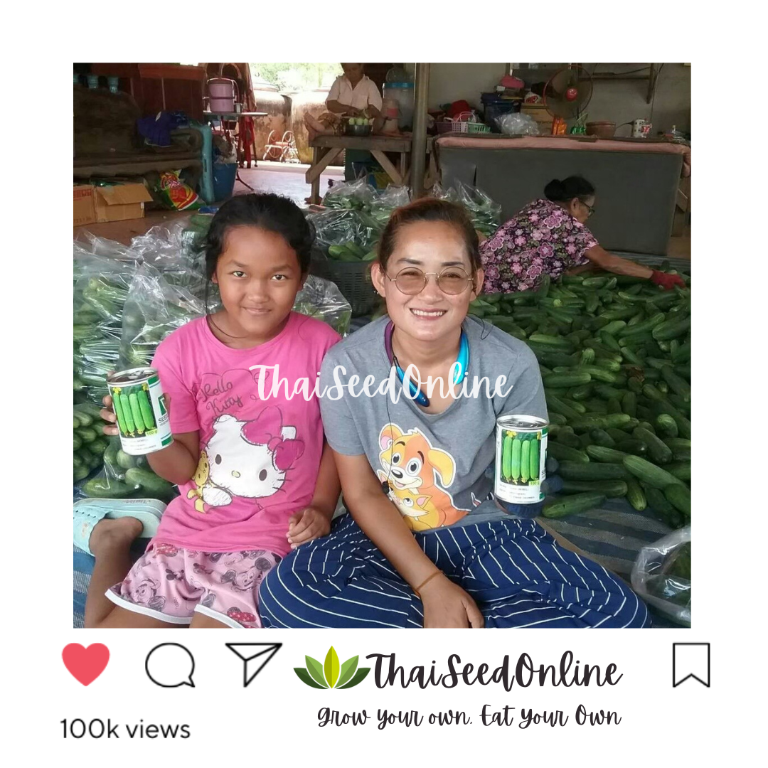Seed Line(ซีดไลน์) SLCOM กป 100กรัม เมล็ดพันธุ์ แตงกวาโนเบล ตราซีดไลน์ NOBEL Cucumber แตงกวาโนเบลสตาร์