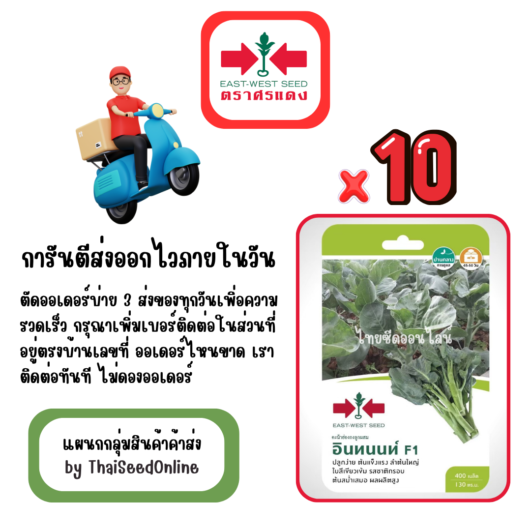 GGx10 เมล็ดผักซองศรแดง อินทนนท์ คะน้าฮ่องกง สินค้ายกแพ็ค